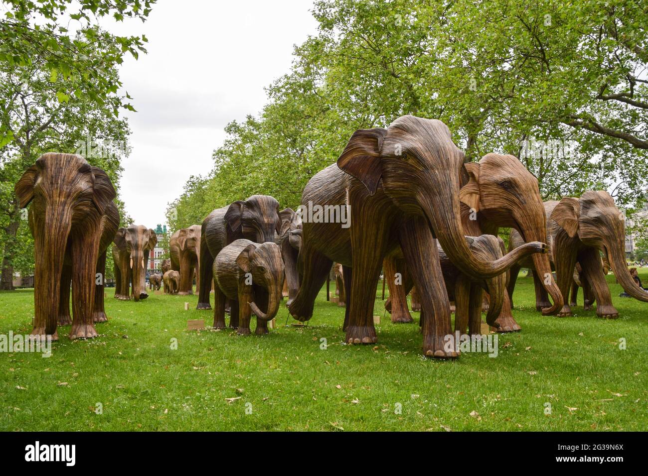 London, Großbritannien. Juni 2021. Elefantenskulpturen im Green Park, London.im Rahmen der Koexistenz-Kunstinstallation, die das zunehmende Eindringen von Menschen in die Wildnis beleuchten soll, entsteht jeder Elefant aus Lantana Camara, einer giftigen, invasiven und schädlichen Pflanzenart. Kredit: SOPA Images Limited/Alamy Live Nachrichten Stockfoto