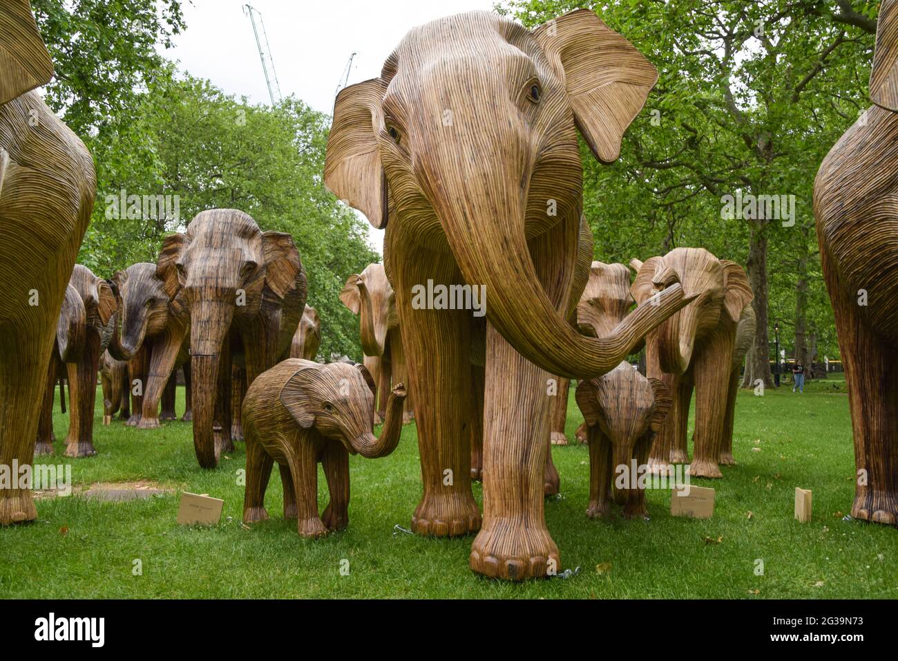 London, Großbritannien. Juni 2021. Elefantenskulpturen im Green Park, London.im Rahmen der Koexistenz-Kunstinstallation, die das zunehmende Eindringen von Menschen in die Wildnis beleuchten soll, entsteht jeder Elefant aus Lantana Camara, einer giftigen, invasiven und schädlichen Pflanzenart. Kredit: SOPA Images Limited/Alamy Live Nachrichten Stockfoto