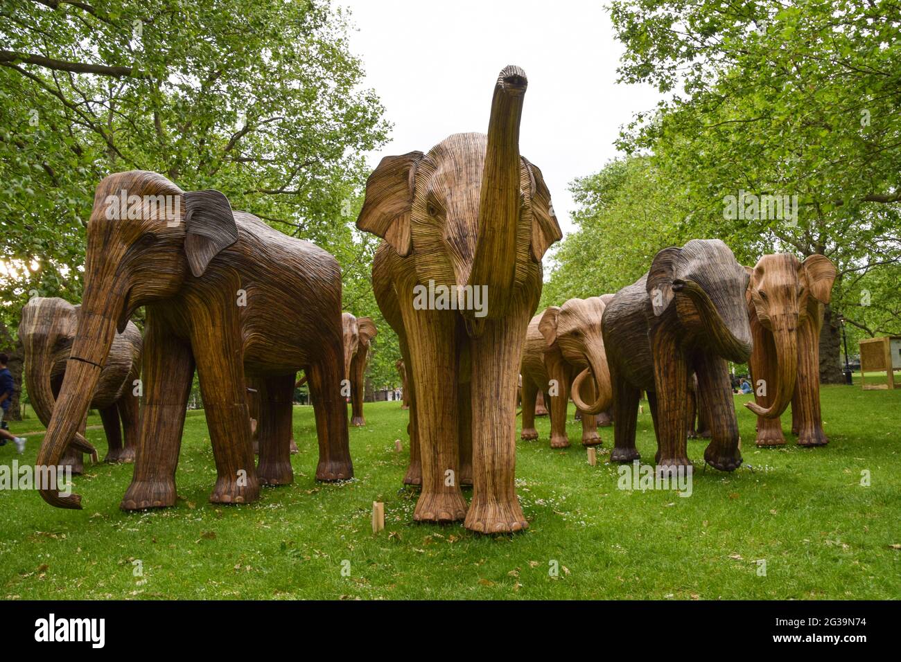 London, Großbritannien. Juni 2021. Elefantenskulpturen im Green Park, London.im Rahmen der Koexistenz-Kunstinstallation, die das zunehmende Eindringen von Menschen in die Wildnis beleuchten soll, entsteht jeder Elefant aus Lantana Camara, einer giftigen, invasiven und schädlichen Pflanzenart. Kredit: SOPA Images Limited/Alamy Live Nachrichten Stockfoto