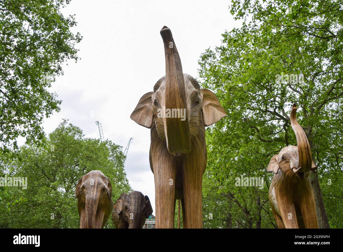 London, Großbritannien. Juni 2021. Elefantenskulpturen im Green Park, London.im Rahmen der Koexistenz-Kunstinstallation, die das zunehmende Eindringen von Menschen in die Wildnis beleuchten soll, entsteht jeder Elefant aus Lantana Camara, einer giftigen, invasiven und schädlichen Pflanzenart. (Foto: Vuk Valcic/SOPA Images/Sipa USA) Quelle: SIPA USA/Alamy Live News Stockfoto