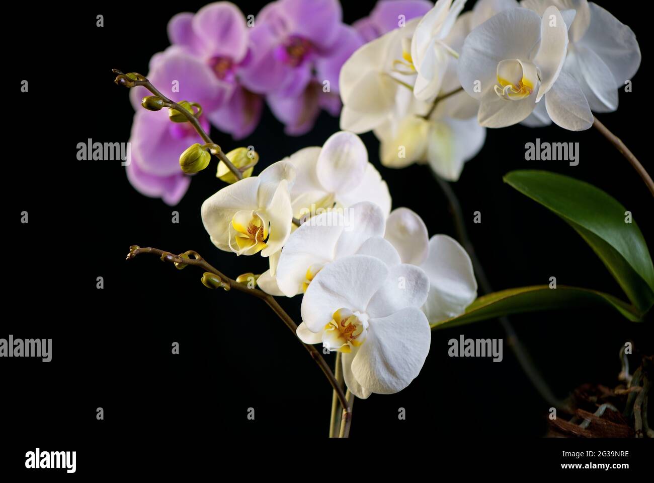 Wachsende Orchideen. Schöne lila und weiße Phalaenopsis. Orchideenblumen, auf schwarzem Hintergrund. Pflege von Zimmerpflanzen. Blumen bewässern und sprühen Stockfoto