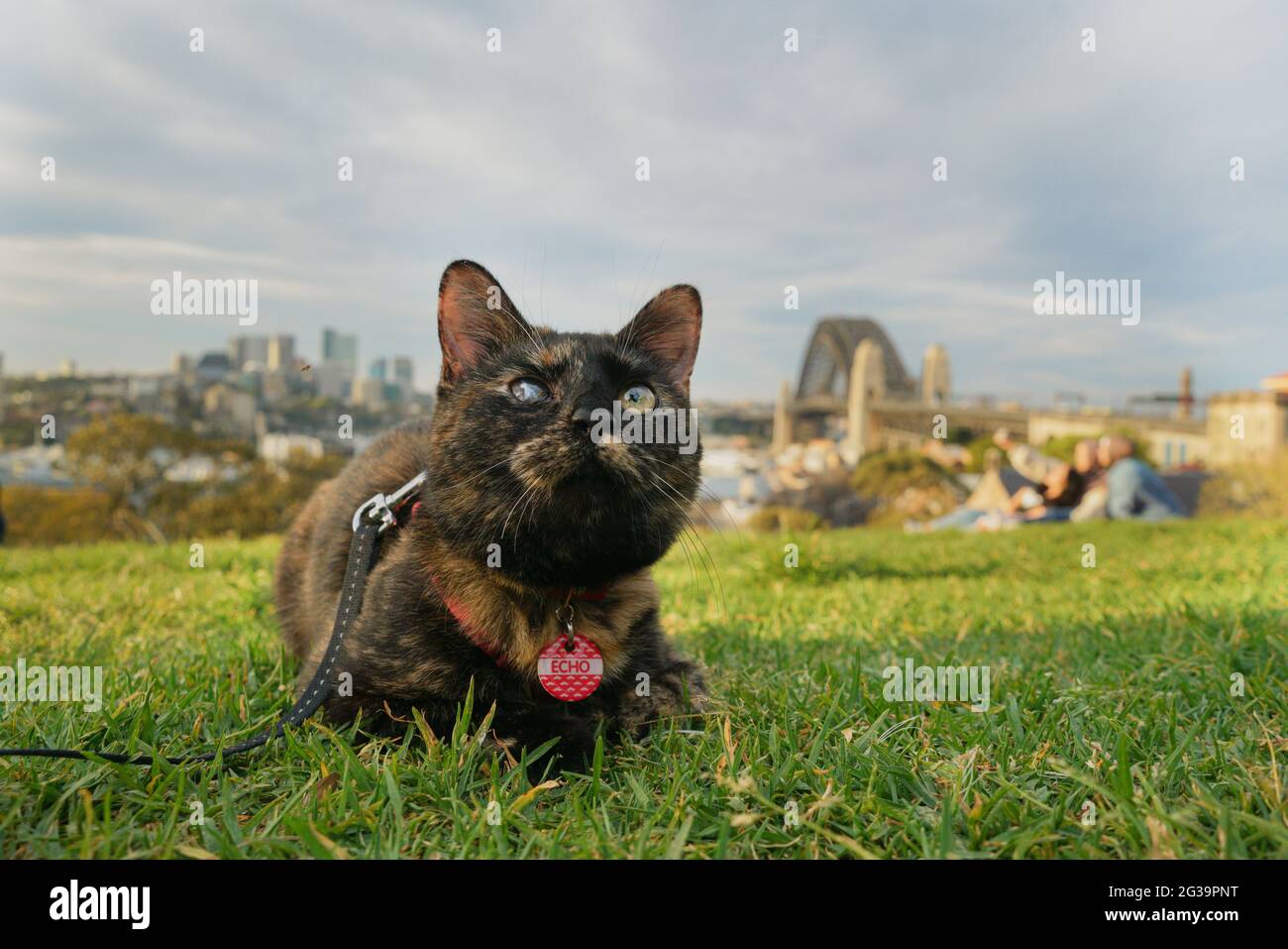 Schildkrötenrettungskatze, die an der Leine läuft und sich im Park mit Blick auf die Hafenbrücke in sydney ausruhen kann Stockfoto