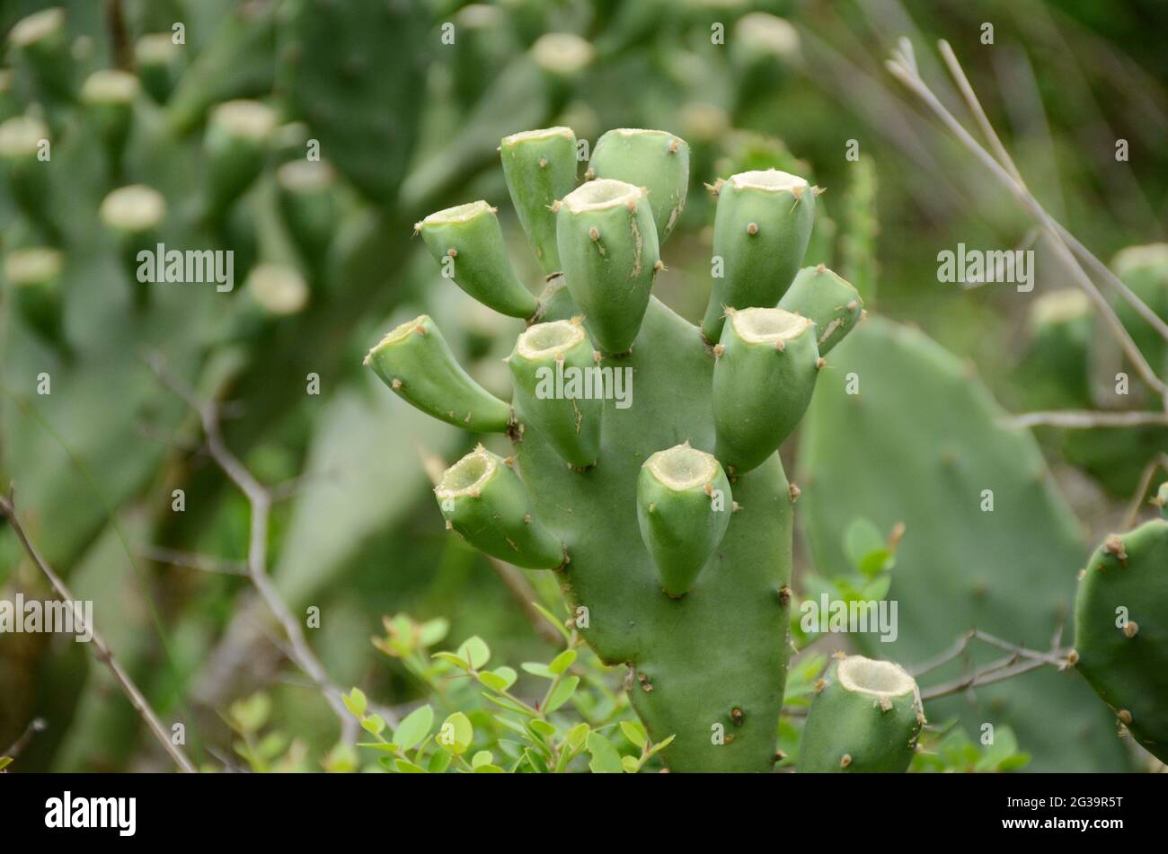 Nahaufforstungsbündel die grün reifen Kaktusfrüchte mit Pflanzen im Wald. Stockfoto