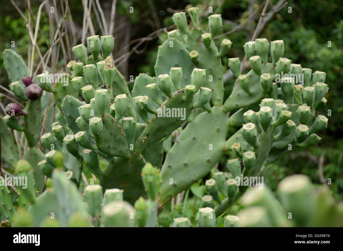 Nahaufforstungsbündel die reifen grünen Kaktusfrüchte mit Pflanzen im Wald. Stockfoto