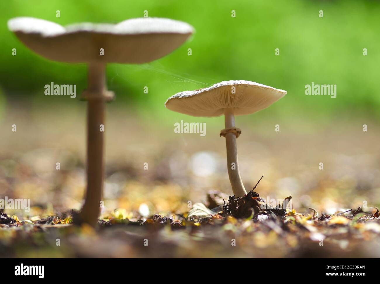 Pilz im Wald Stockfoto