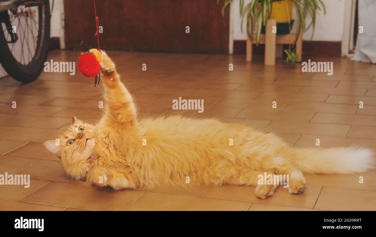 Verspielte Ingwerkatze mit einem kleinen roten Spielzeug Stockfoto