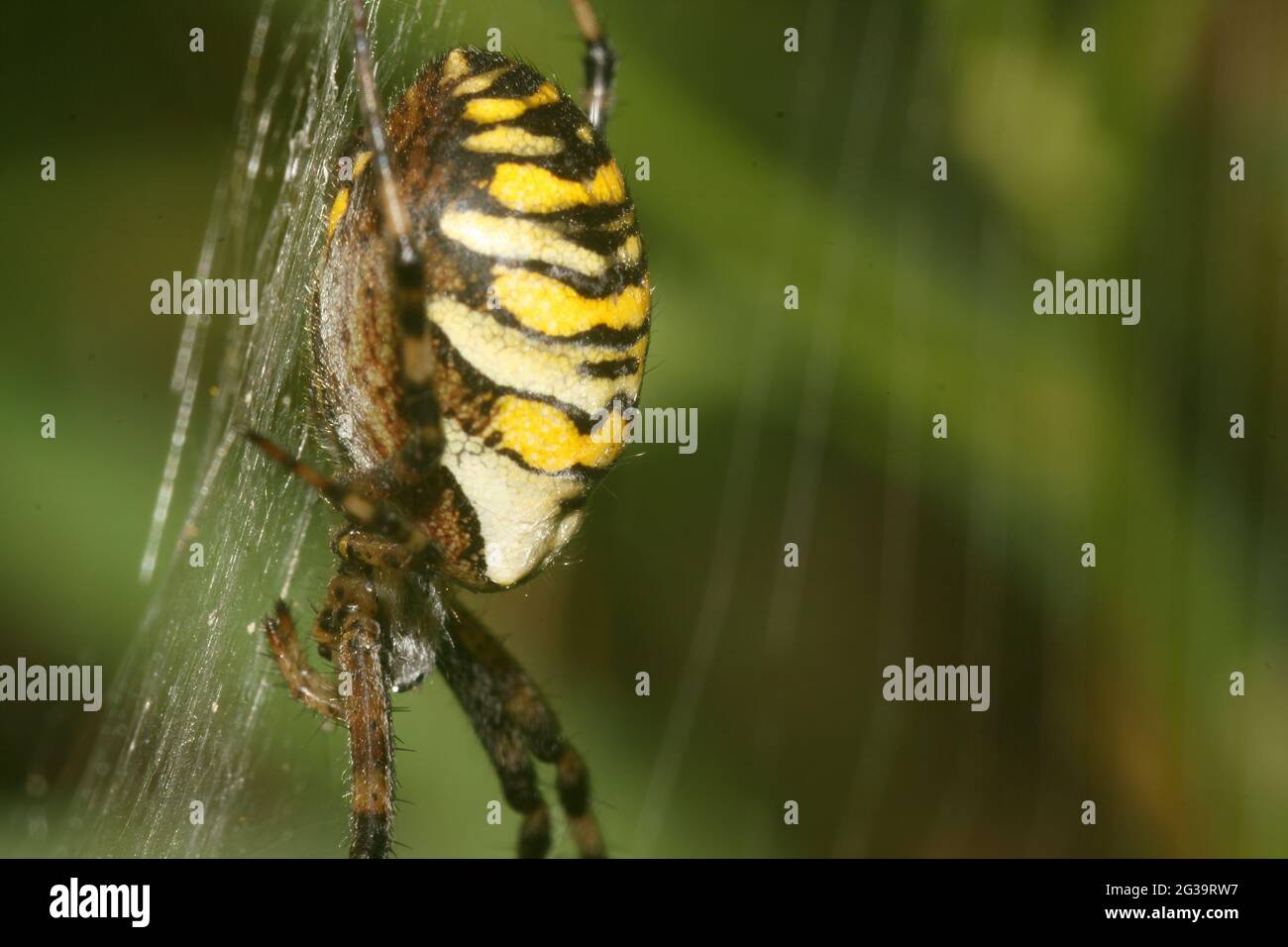 Selektive Fokusaufnahme einer Wespenspinne (argiope bruennichi) in ihrer natürlichen Umgebung Stockfoto