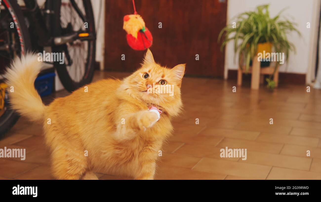 Verspielte Ingwerkatze mit einem kleinen roten Spielzeug Stockfoto