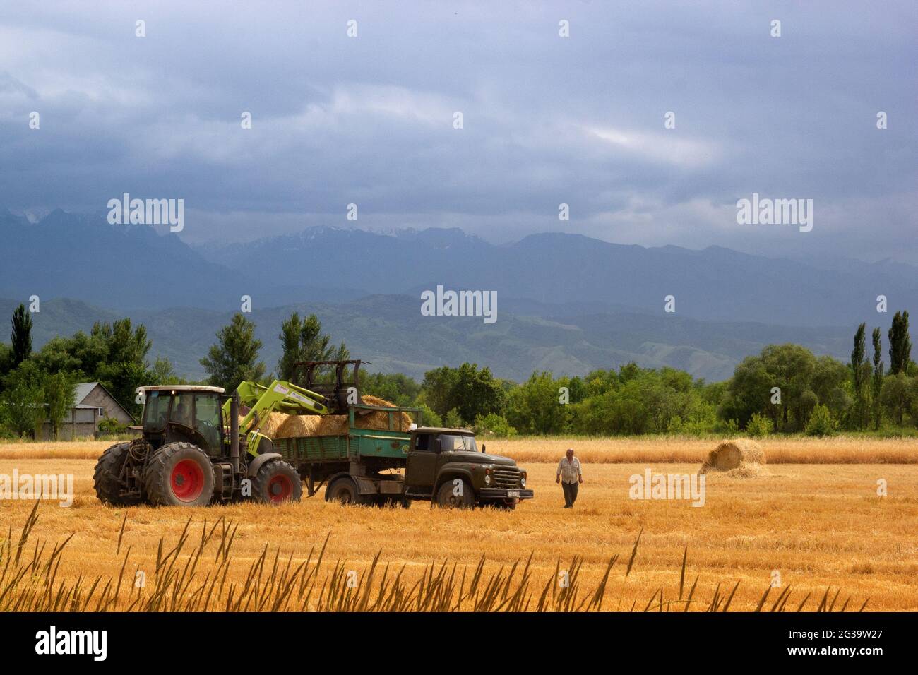 Ernte eines landwirtschaftlichen Feldes mit landwirtschaftlichen Maschinen. Speicherplatz kopieren. Stockfoto