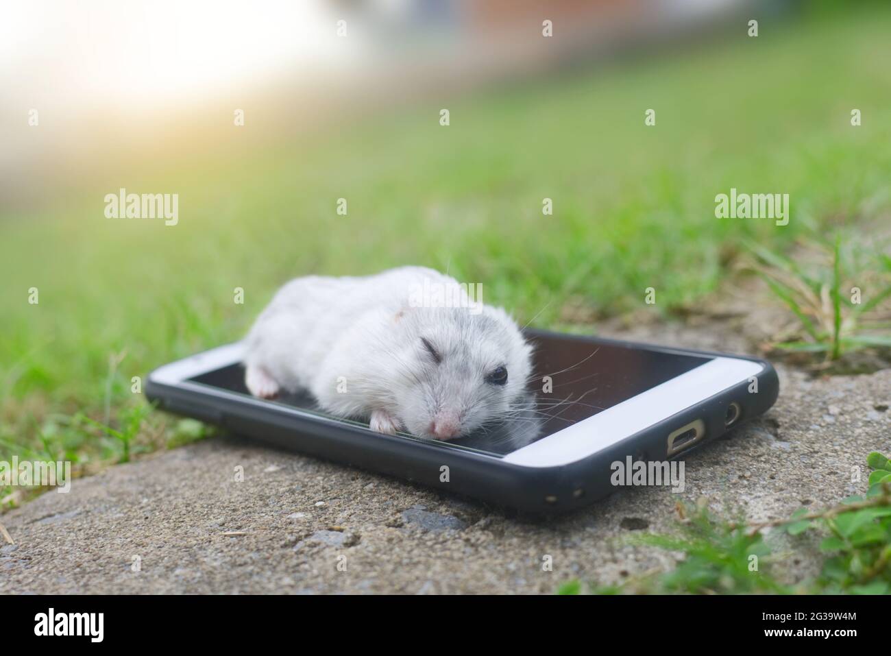 Hamster Winter weiß schlafen auf Smartphone Stockfoto