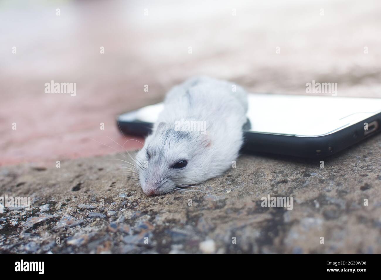 Hamster Winter weiß schlafen auf Smartphone Stockfoto