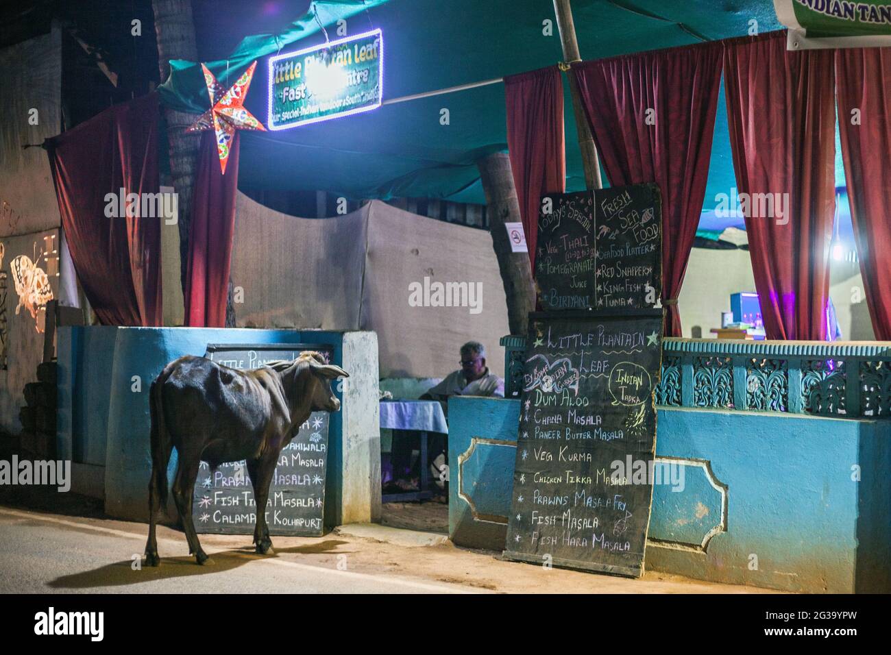 Heilige Kuh steht am Eingang des Restaurants nach Einbruch der Dunkelheit, Agonda, Goa, Indien Stockfoto