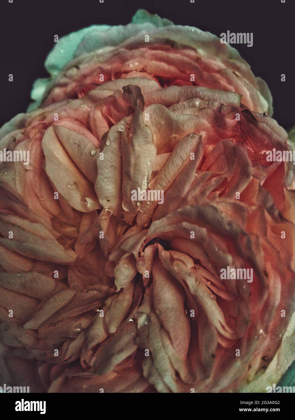 Nahaufnahme einer welkenden Rose mit Wassertropfen auf dunklem Hintergrund Stockfoto