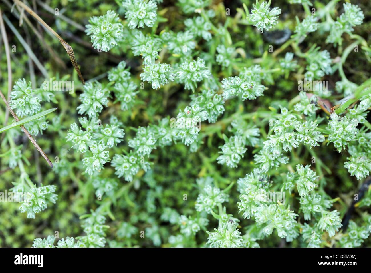 Deutscher Knokenkraut (Sclerantrus annuus) Stockfoto