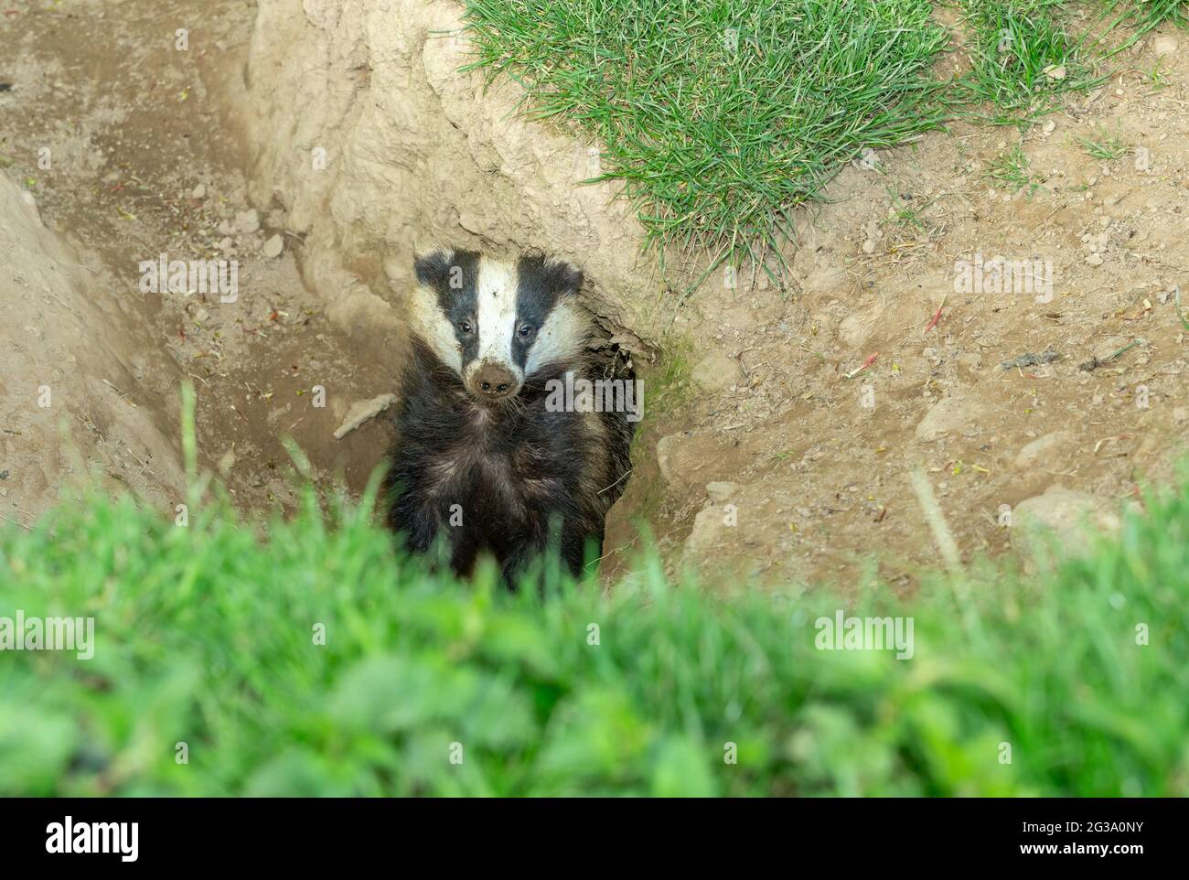 Dachs, Wissenschaftlicher Name: Meles Meles. Wilder, europäischer Dachs mit schlammiger Nase, gerade dabei, am Tag aus dem Dachsbau herauszukommen. Nach vorne zeigen. Stockfoto