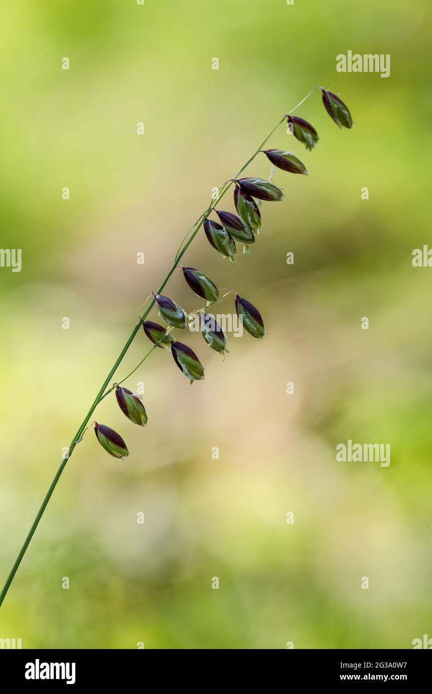 Bergmelicke (Melica nutans) Stockfoto