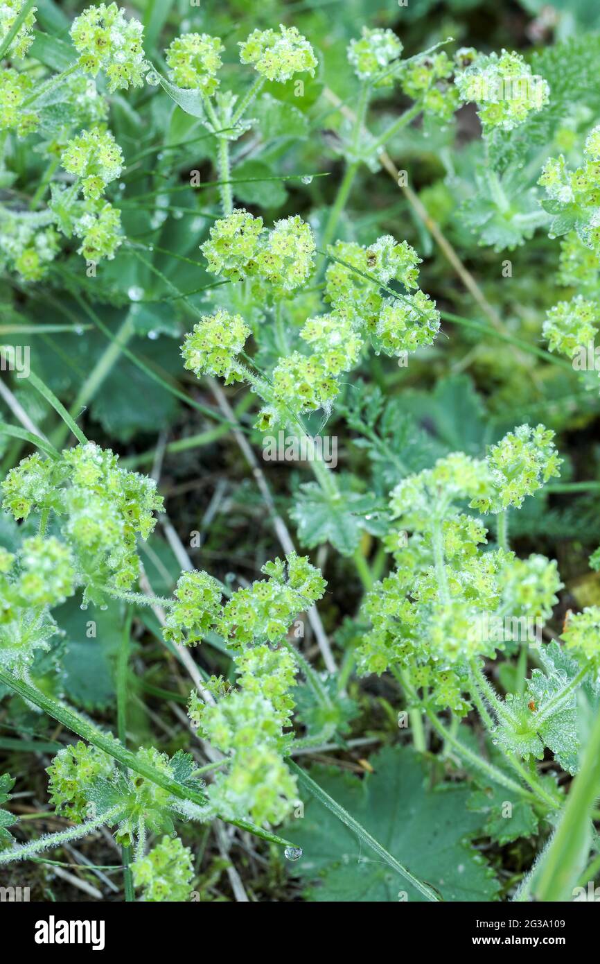 Frauenmantel (Alchemilla sp.) Stockfoto