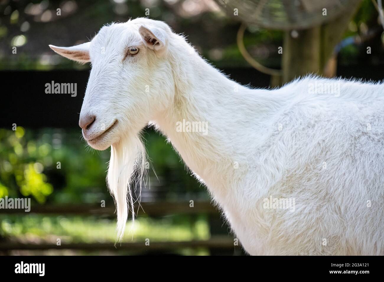 Weiße Saanen-Ziege (Capra aegagrus hircus) im Kindergehege-Streichelzoo der Outback Station im Zoo Atlanta in Atlanta, Georgia. (USA) Stockfoto