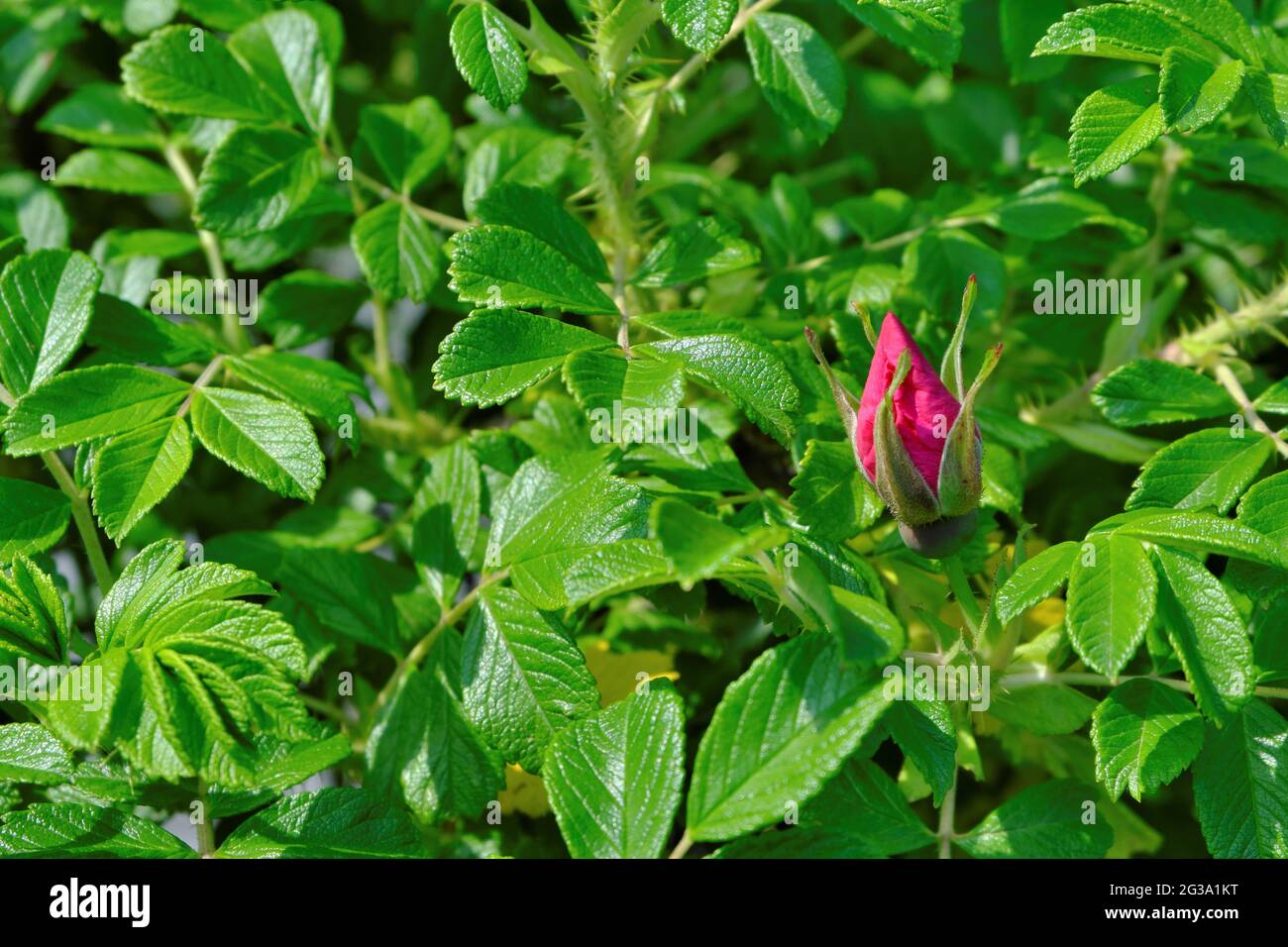 Wilder Rosenstrauch mit einer herrlichen Blume. Hagebutte in der natürlichen Umgebung. Stockfoto