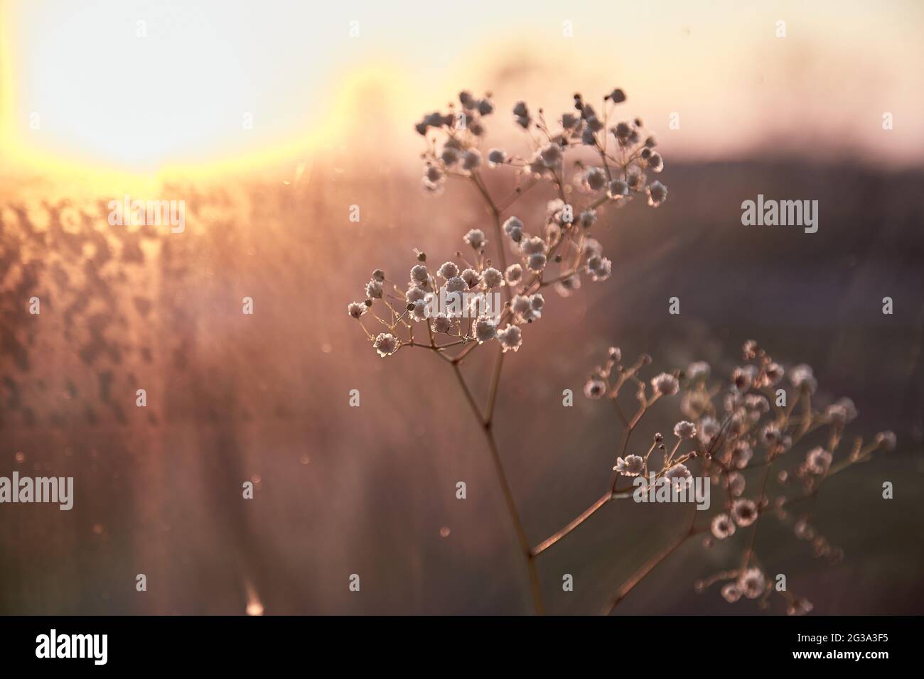 Sonnenuntergang zarter Abendhintergrund mit Gypsophila-Blume und Reflexion im Abendlicht. Speicherplatz kopieren Stockfoto