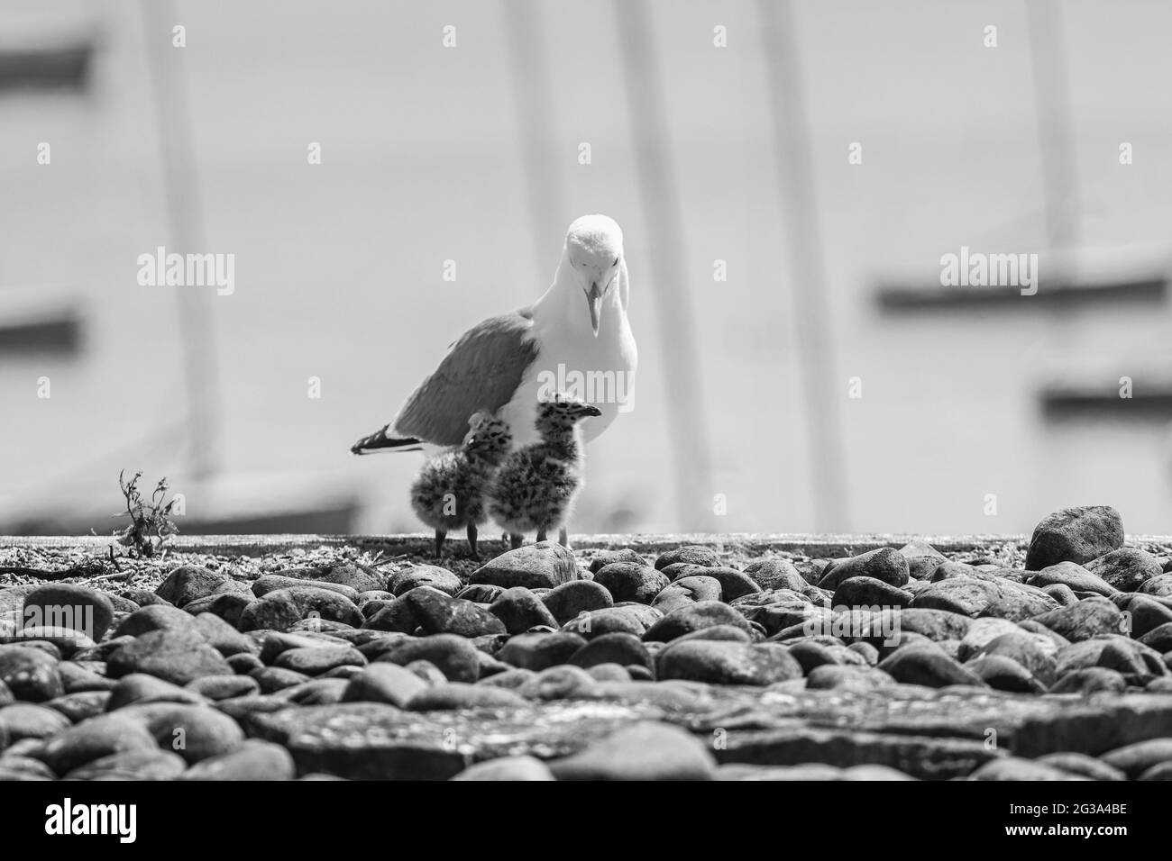 Mutter Möwe mit zwei Babys Stockfoto