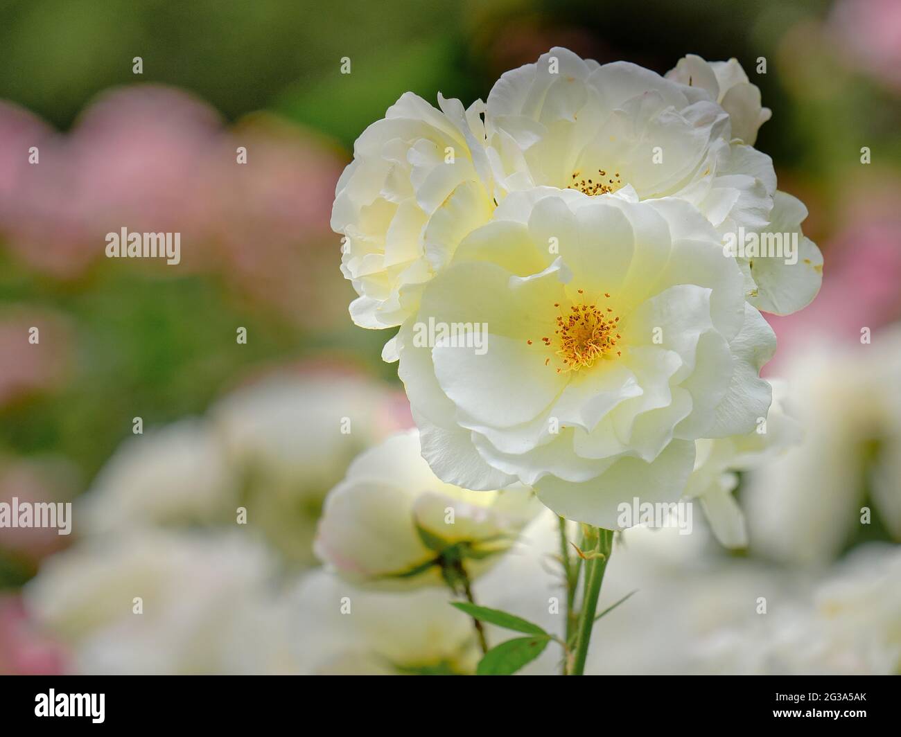 Weiße Rose Stockfoto