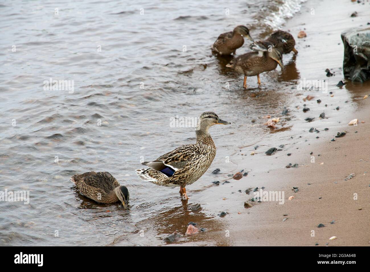 Wilde Enten Familie auf einem See. Stockfoto