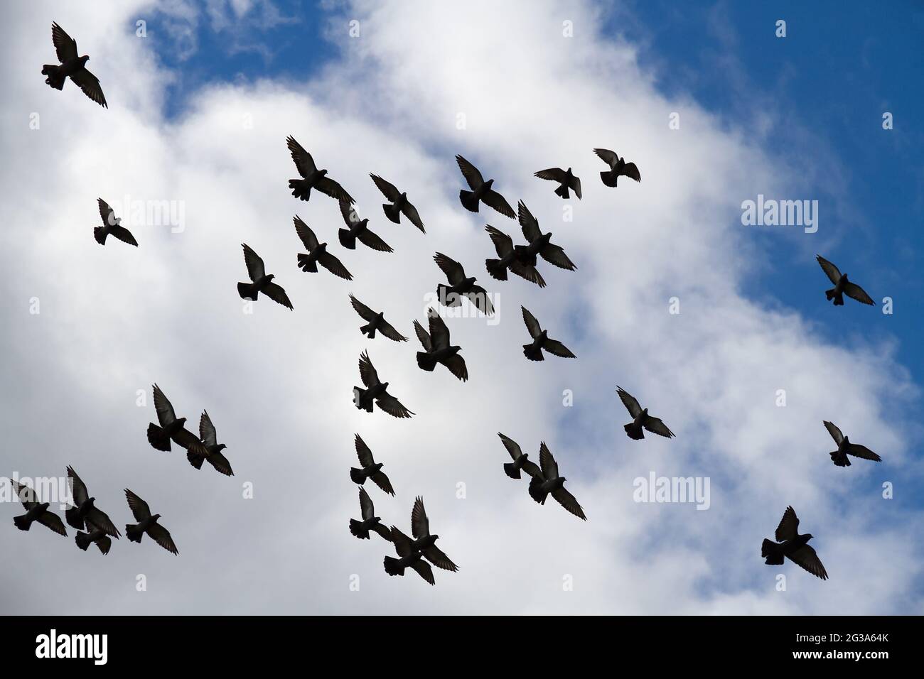 Riesige Taubenschar im Flug. Stockfoto