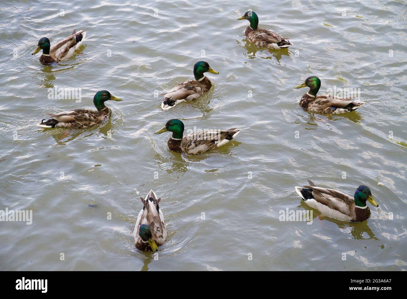 Herde wilder Enten auf einem See. Stockfoto