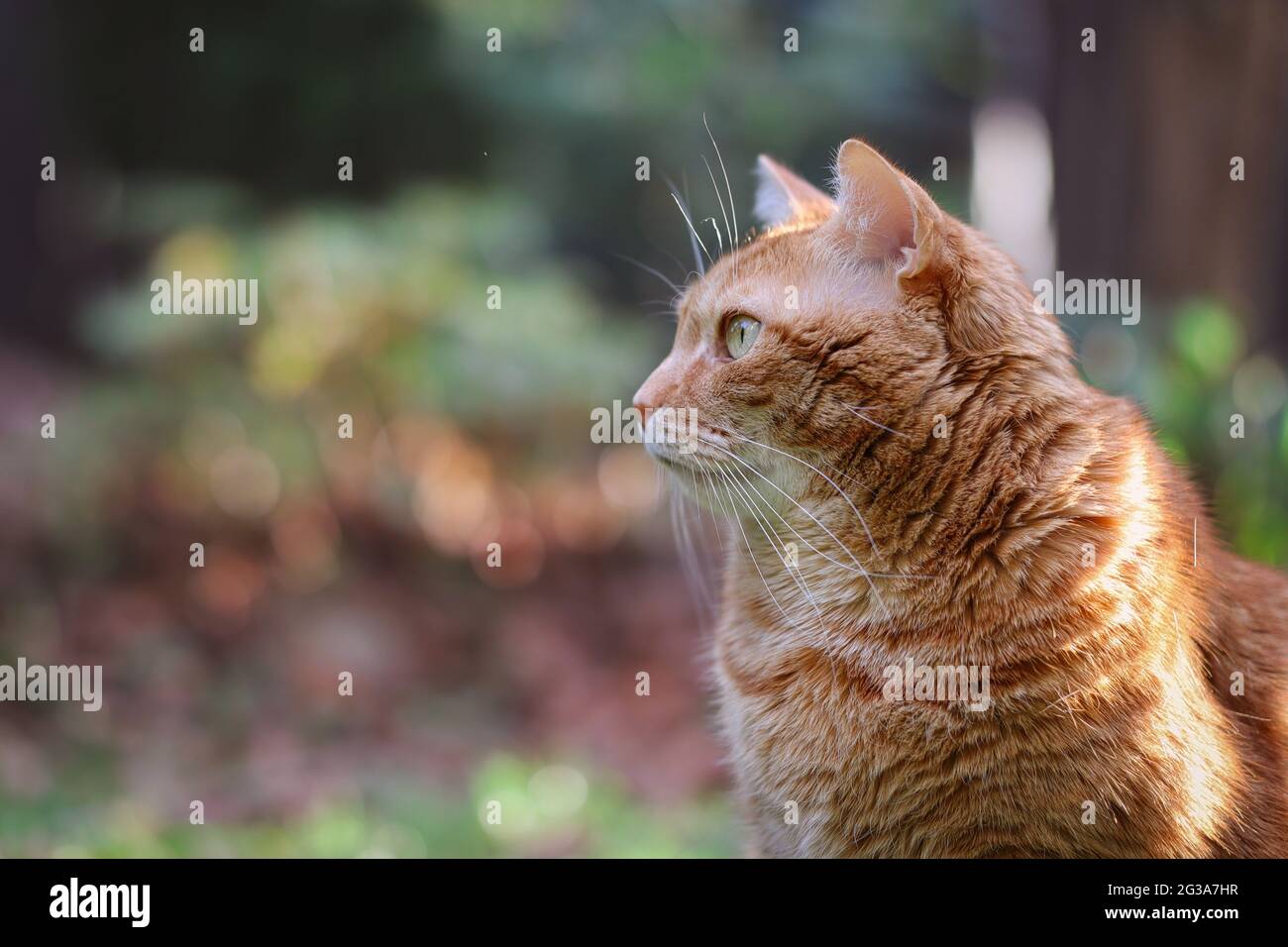 Seitenprofil der Ginger Tabby Cat, die nach links außen schaut. Entzückendes Portrait der Orange Cat im Garten. Stockfoto