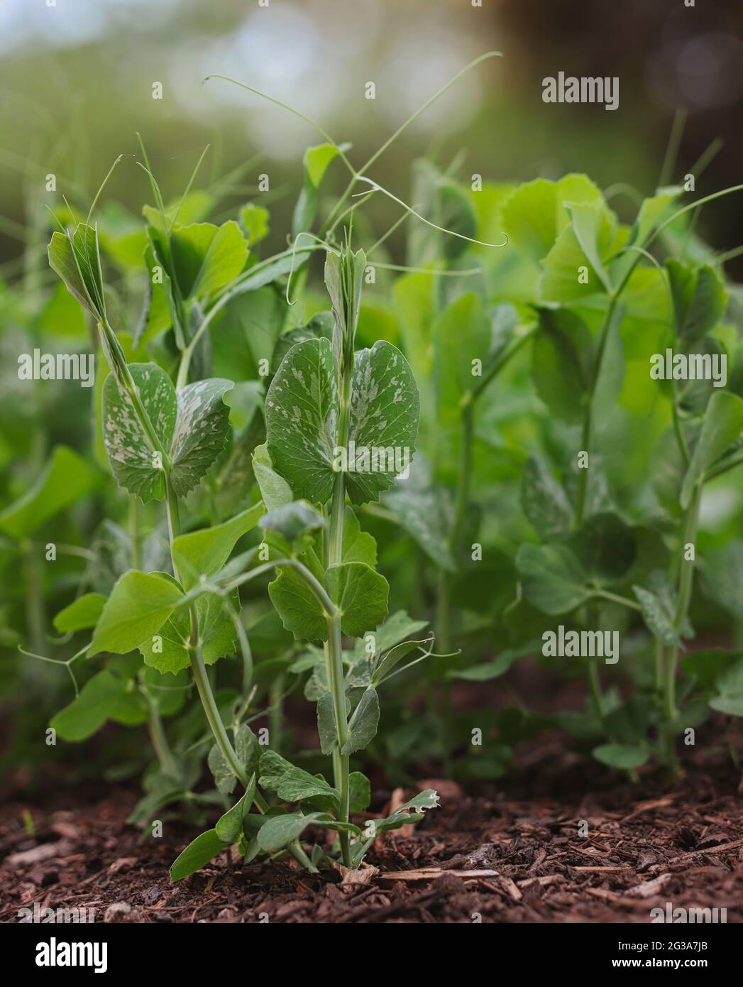 Roztoky, Tschechische Republik - 2. Juni 2021: Junge grüne Erbse im Garten. Wächst Pisum Sativum in fruchtbarem Boden. Stockfoto