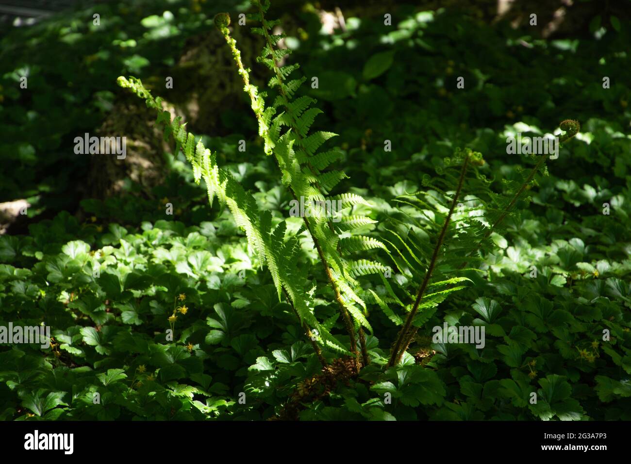 Blumenschatten und heller Hintergrund mit gemeiner Dame Fern Stockfoto