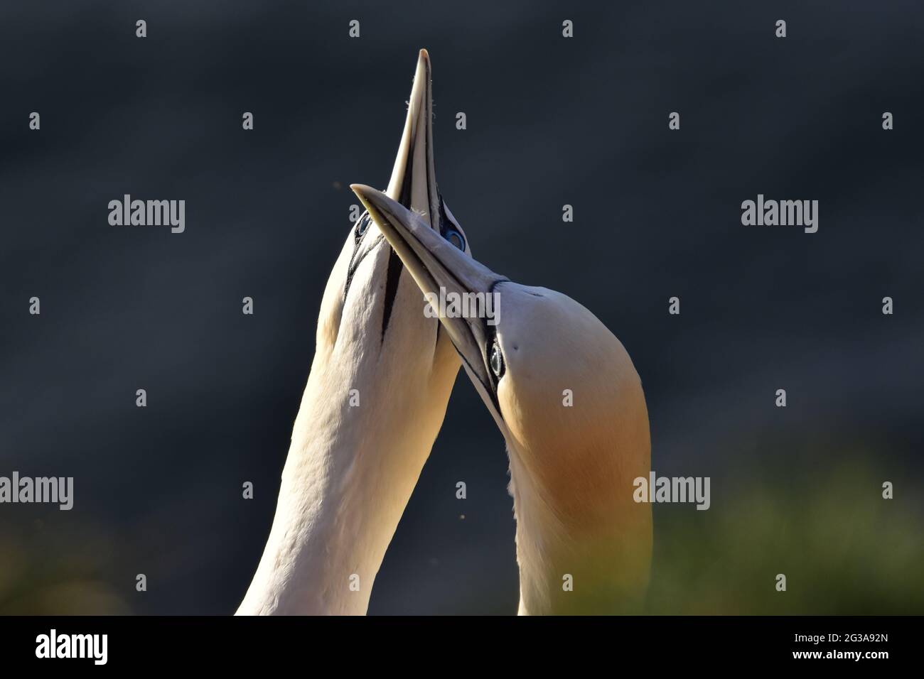 Nördliches Gannet. Schottland Stockfoto