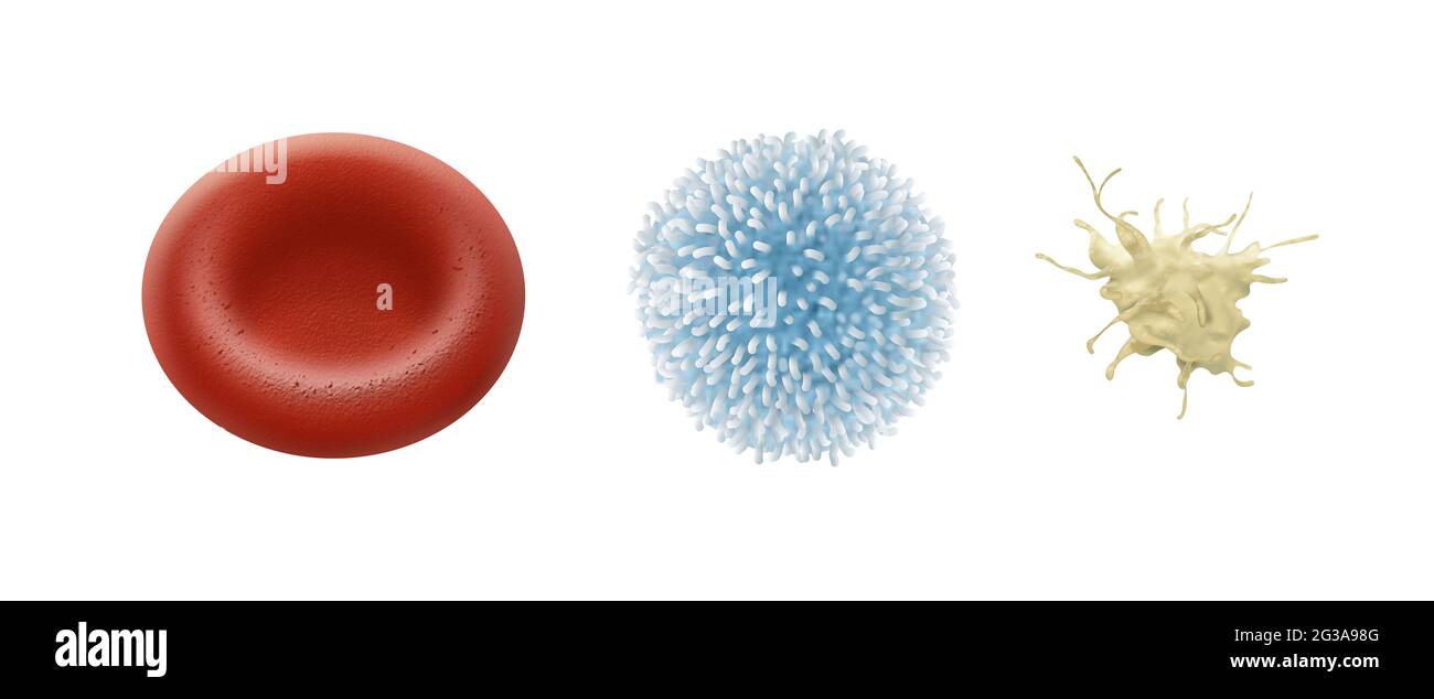 Rote Blutkörperchen. Weiße Blutkörperchen. Thrombozyt. Blutzellen sind die Zellen, die während der Hämatopoese gebildet werden und hauptsächlich im Blut vorkommen Stockfoto