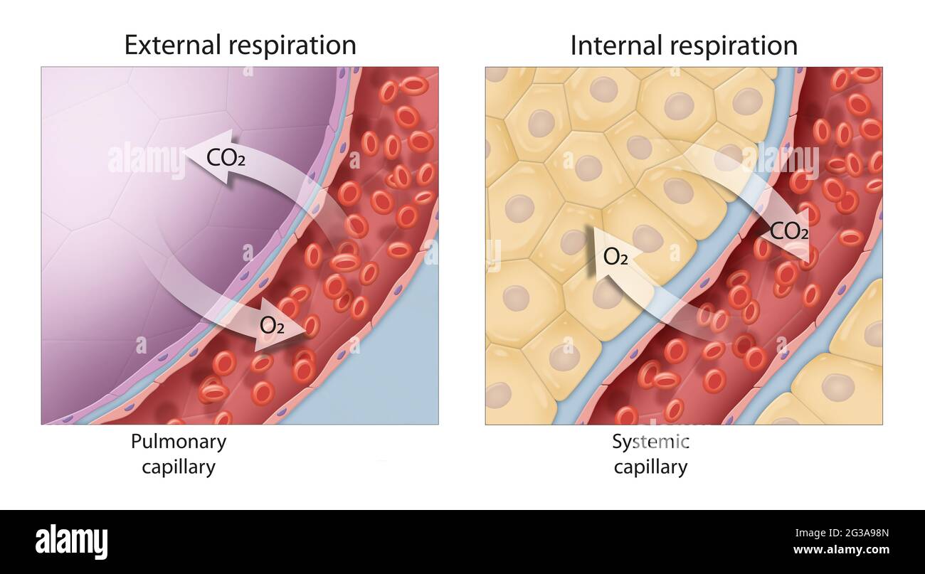 Gasaustausch. Externe und innere Atmung. Die externe Atmung ist der Austausch von Gasen mit der äußeren Umgebung und findet im Alveol statt Stockfoto
