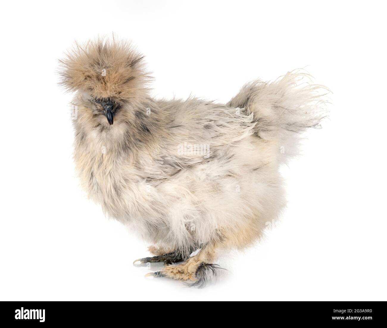 Splash Silkie vor weißem Hintergrund Stockfoto