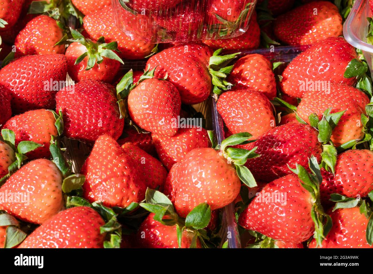 Reife rote Erdbeeren in Schalen Draufsicht als Hintergrund Stockfoto