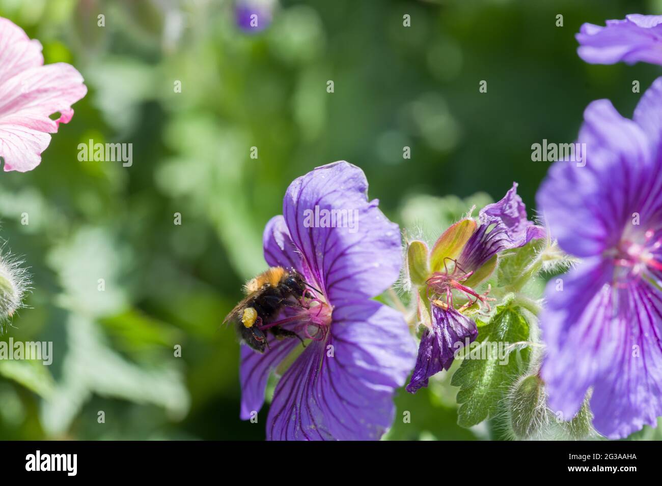 Bumble Bee sucht Nektar und Pollen auf einer blauen Geranienblume Stockfoto
