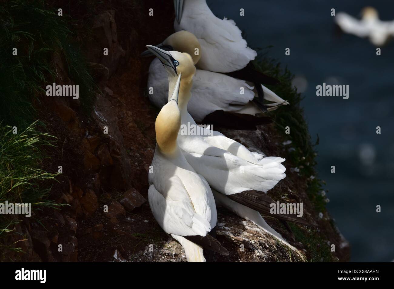 Nördliches Gannet. Schottland Stockfoto