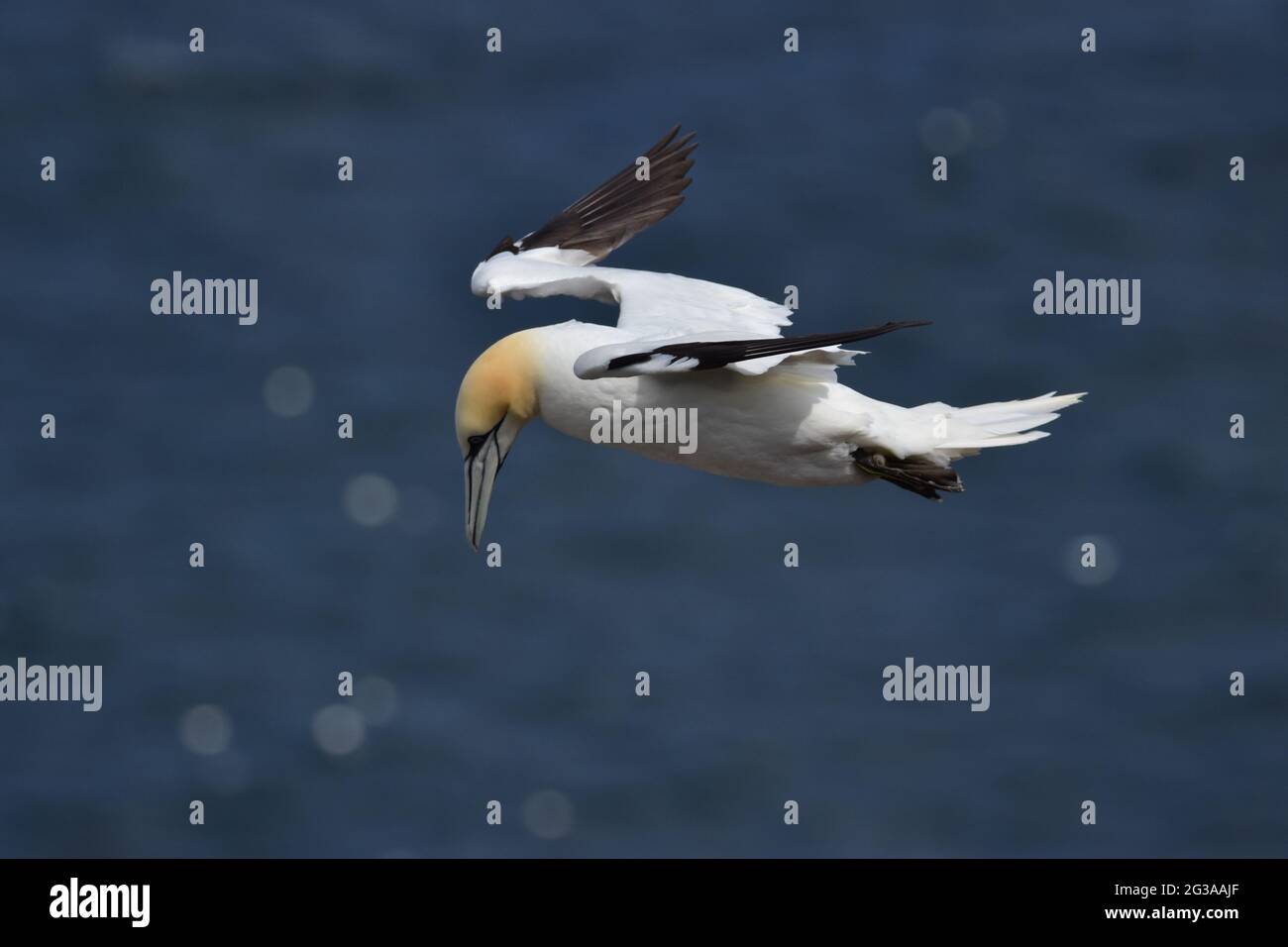 Nördliches Gannet. Schottland Stockfoto