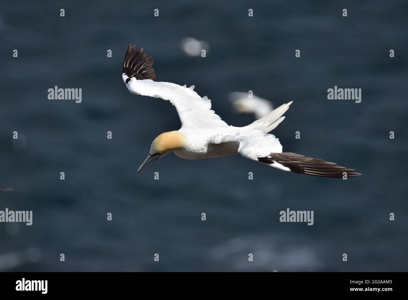 Nördliches Gannet. Schottland Stockfoto