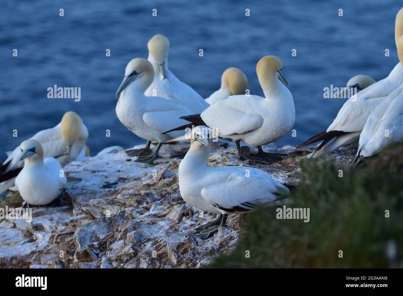 Nördliches Gannet. Schottland Stockfoto