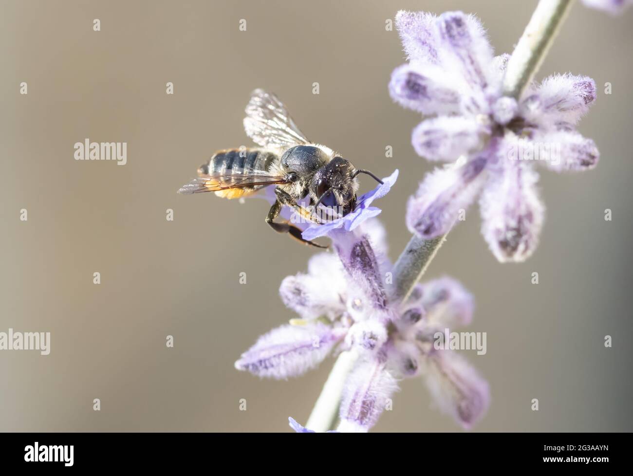Bienen bestäuben eine Lavendelblume, Makroansicht. Eine Honigbiene, die im Garten mit Lavandula angustifolia arbeitet, aus der Nähe. Stockfoto