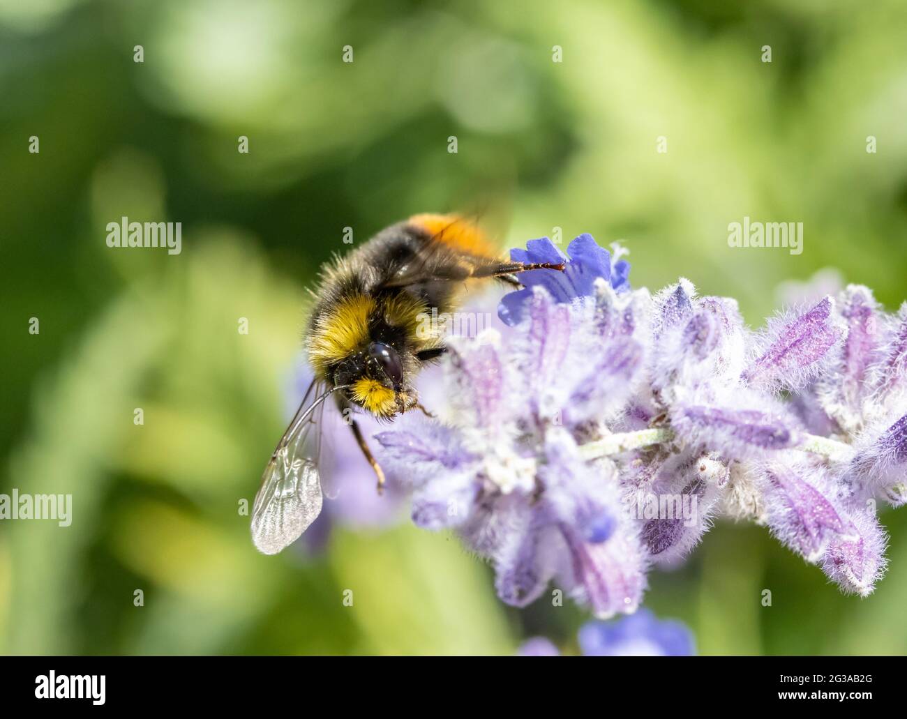 Eine Hummel saugt aus einer lavandula-Blume in einem Garten. Stockfoto