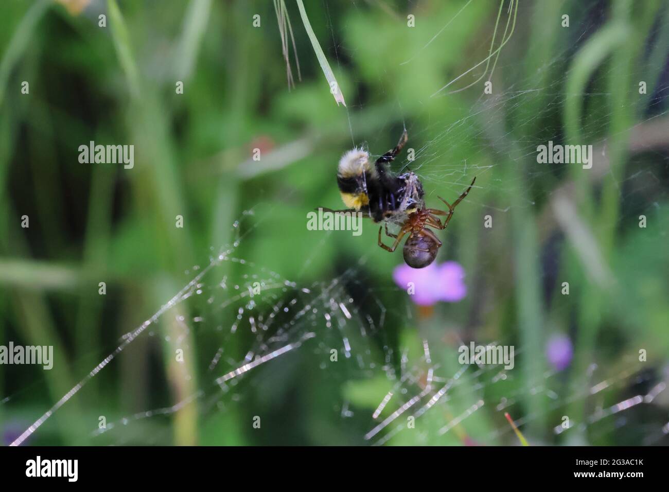 Eine Hummel, die herumfliegt und Pollen sammelt, wird in einem Spinnennetz gefangen. Die Spinne wird gesehen, wie sie die Biene in ihr Netz für die Vorratskammer der Spinne einwickelt Stockfoto