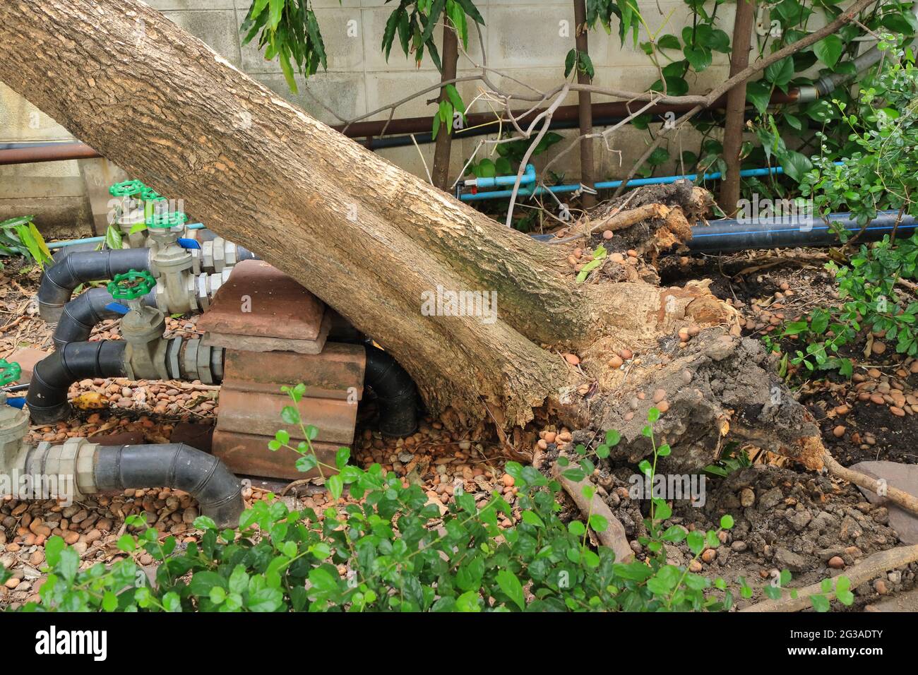 Stapel von Pflastersteinen werden zwischen gefallenen Baum und Wasserleitungen platziert, um die Rohre vor dem Auftreffen durch den Baum zu schützen, dies ist eine vorübergehende Lösung Stockfoto