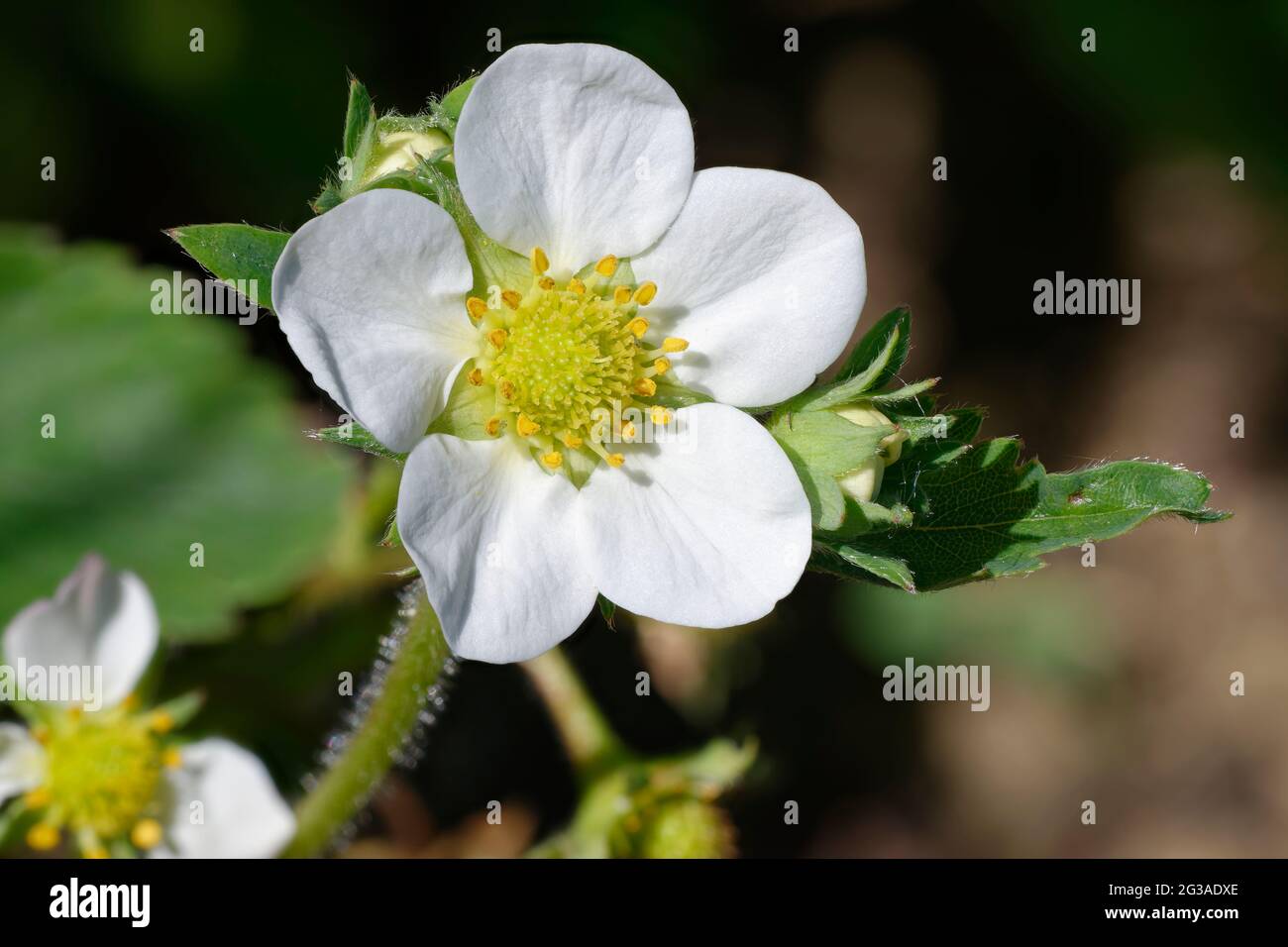Garten Erdbeere - Fragaria X ananassa, Nahaufnahme der Blume Stockfoto