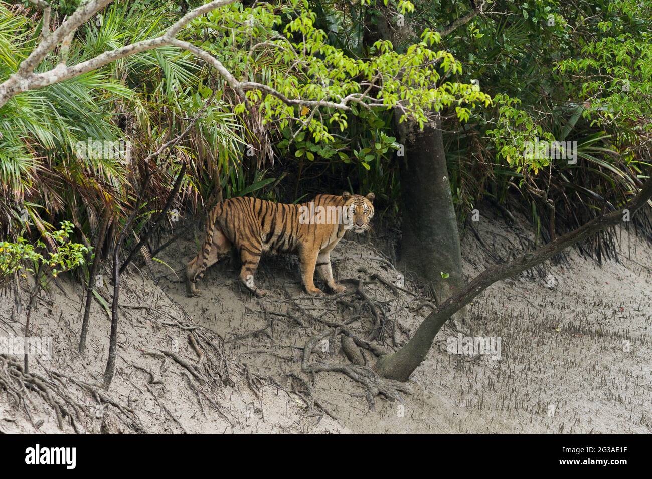 Erwachsene weibliche bengalische Tiger starrt, nachdem sie während der Monsunsaison im Sundarban Tiger Reserve, Westbengalen, Indien, aus dem Wald gekommen sind Stockfoto