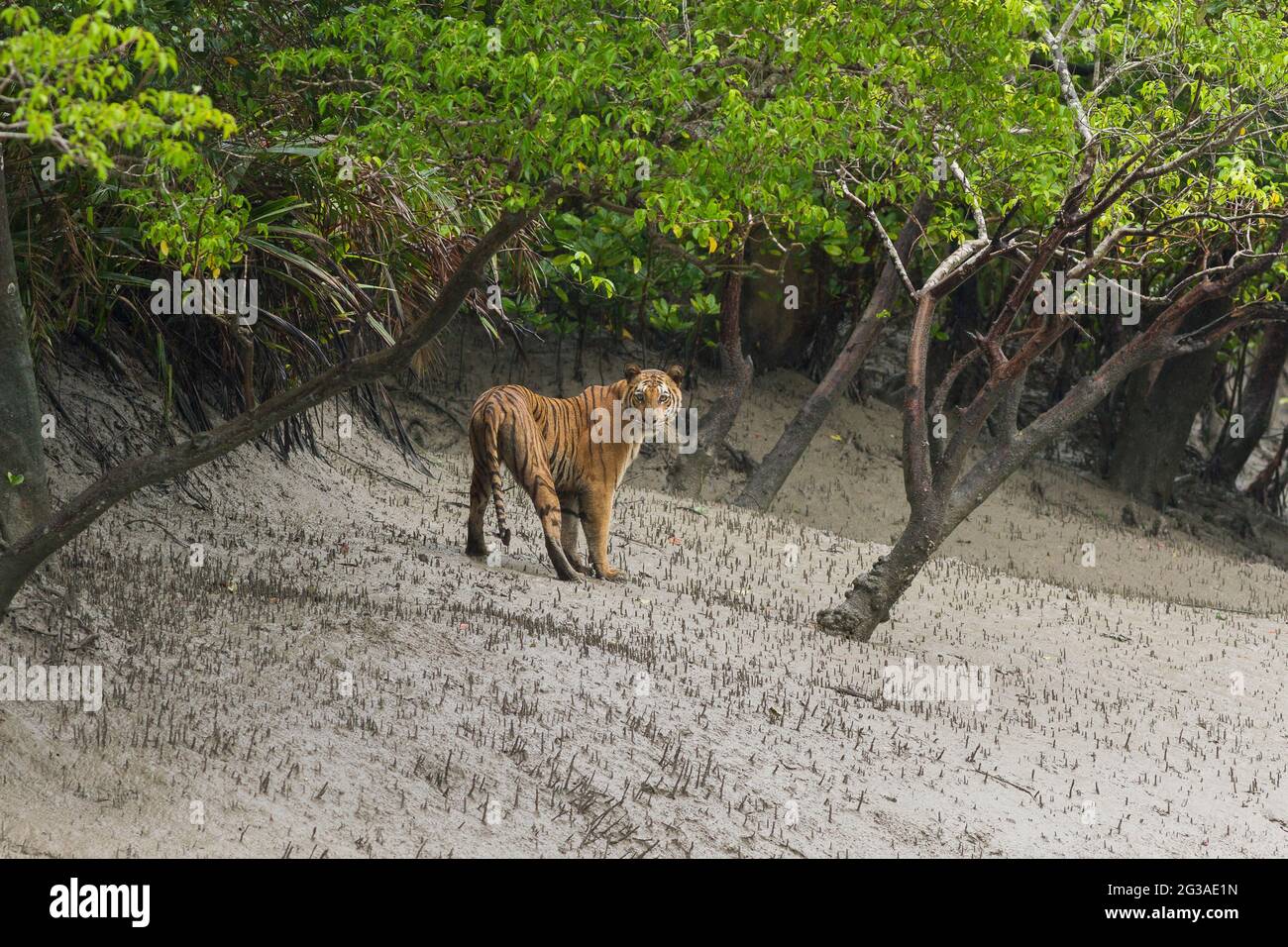 Erwachsene weibliche bengalische Tiger starrt zurück, bevor sie während der Monsunsaison im Sundarban Tiger Reserve, Westbengalen, Indien, in den Wald gehen Stockfoto