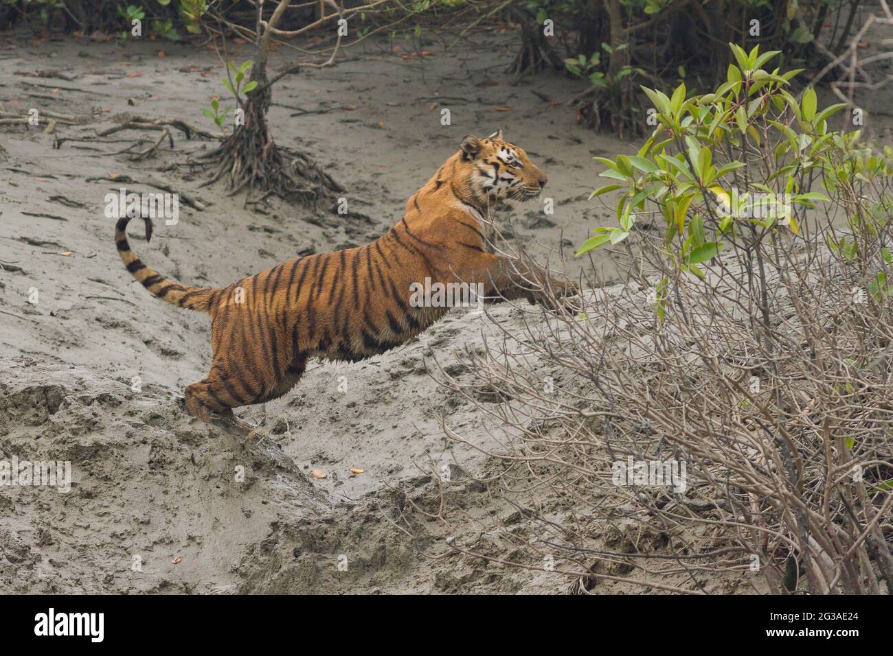 Dominanter erwachsener männlicher bengalischer Tiger, der über einen trockenen schmalen Bach im Sundarban Tiger Reserve, Westbengalen, Indien, springt Stockfoto